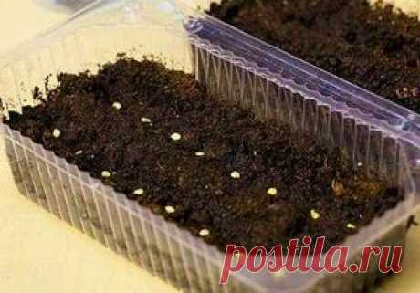 Как вырастить помидоры черри у себя дома | Сделай Сам!