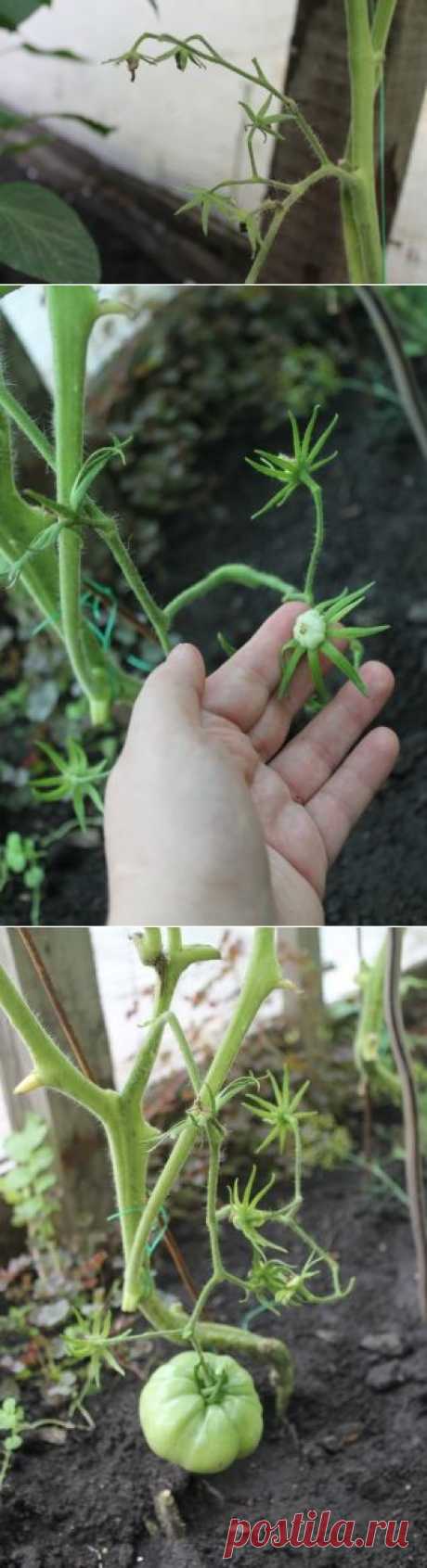 Завязи на томатах - Садоводка