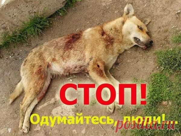 БОГОМАТЕРЬ: ЖИВОТНЫХ УБИВАТЬ НЕЛЬЗЯ!