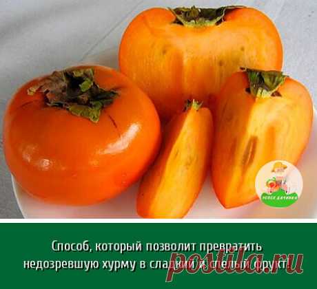 Я с детства очень люблю хурму – могу есть ее просто килограммами, но, конечно, речь тут идет только лишь о сочных, спелых плодах, без доли терпкости и прочих недоспевших «прелестей».

За долгие годы своей жизни я уже научилась выбирать по-настоящему вкусные фрукты, которые принесут массу удовольствия. Однако недавно ко мне в гости нагрянула школьная подруга и, зная о моей страсти к хурме, принесла этого яства целый пакет. Естественно, я сразу же положила пару штучек на общ...