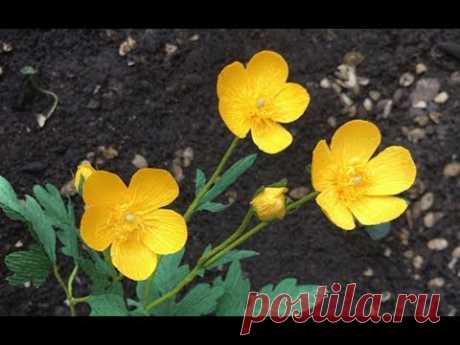 ABC TV | How To Make Buttercup Paper Flower From Crepe Paper - Craft Tutorial
