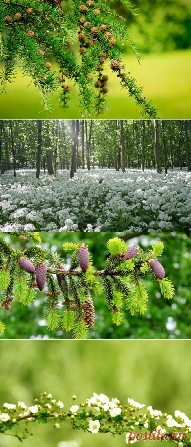 Весна!Как много в этом слове...Доброго тихого и уютного вам вечера!