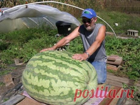 Самый большой в мире арбуз. Мировой рекорд по массе арбузов составляет примерно 119 килограммов.