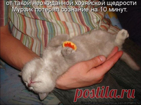 Забавные животные ...