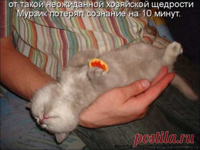 Забавные животные ...