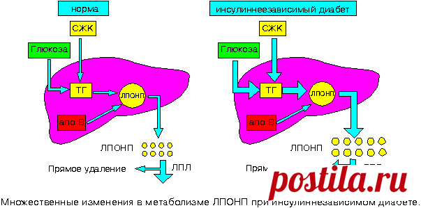 Форум базы знаний по биологии человека - О пользователе ledperm