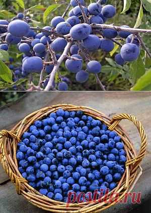 Терн посадка, уход, размножение и сбор | Дача - впрок