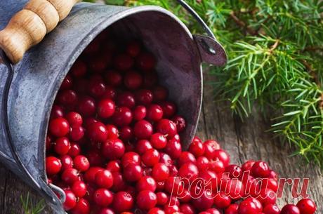 Клюква - самая полезная ягода в России! / Будьте здоровы