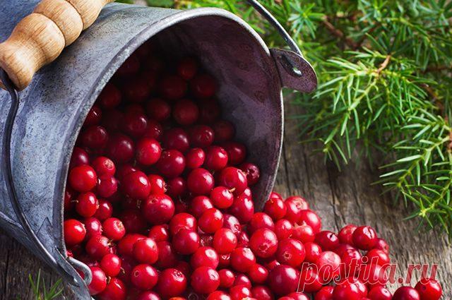 Клюква - самая полезная ягода в России! / Будьте здоровы