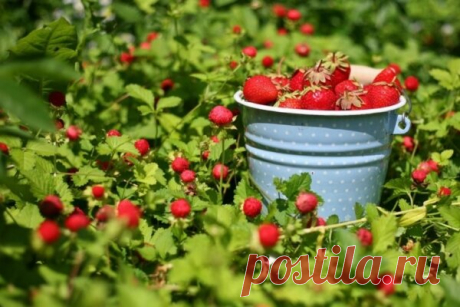 Обрабатываю клубнику дегтем и собираю урожай ведрами🍓🍓 | delanadache.ru🌷 | Яндекс Дзен