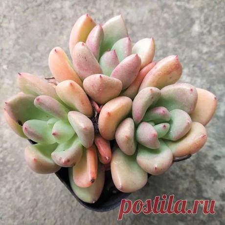 Suculenta Echeveria Agavoides Avocado Cream - Importada Tamanho da muda com no mínimo 5cm equivalente À SEGUNDA FOTO. Só no Brasil contamos com mais de 100 tipos de suculentas, plantas cuja característica mais marcante é o fato de armazenarem boa quantidade de água nas raízes, no talo ou nas folhas, o que varia de acordo com a espécie. Essa adaptação lhes permite manter reservas por períodos prolongados e mesmo viver em locais áridos, secos e de temperatura elevada, como o...