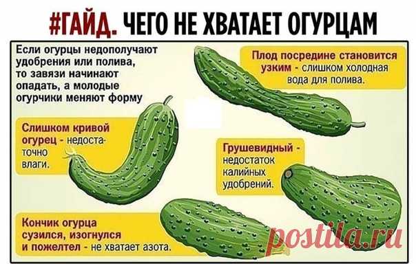 Kaк вырастить правильные огурцы! Дачникам на заметку!
