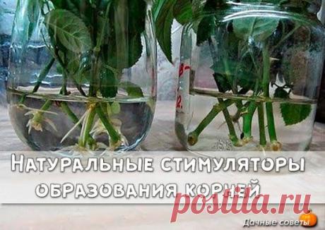 Натуральные стимуляторы образования корней
1 .Мед. В 1,5 л воды растворяют чайную ложечку меда, черенок помещают в раствор на одну треть и выдерживают в нем 12 часов.
2 .Картофель. Для укоренения подойдет крупная картофелина. Из нее тщательно удаляют все глазки, делают надрез и вставляют в него черенок. При достаточном поливе он быстро даст корни. Даже плохо черенкующиеся растения можно укоренить таким способом, ведь черенки получают из картофеля массу питательных веществ.
3 .Сок алоэ. В воду