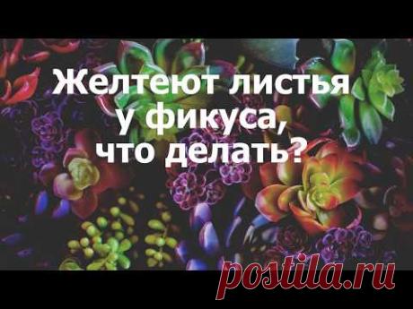Желтеют листья у фикуса, что делать?