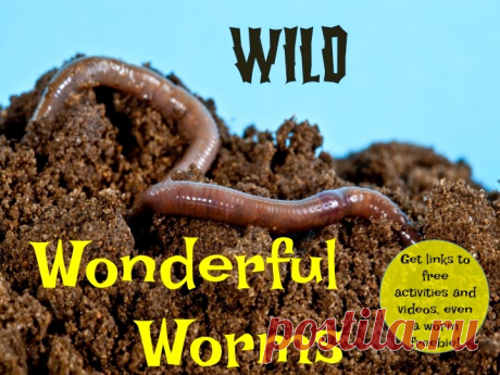 Dragon's Den Curriculum: Wild, Wonderful Worms!