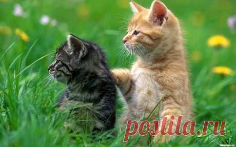 Там котик усатый по садику бродит,
А козлик рогатый за котиком ходит;
И лапочкой котик помадит свой ротик;
А козлик седою трясёт бородою.