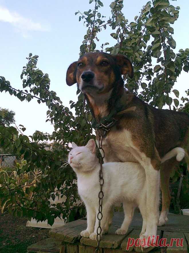Как кошка с собакой....