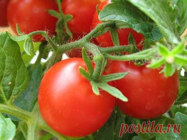 Фурацилин от фитофторы