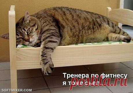 Котодром - 14 ,ну как без него?? - &quot;5минутка&quot; - nkl53@mail.ru - Почта Mail.Ru