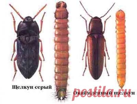 Вредители и меры борьбы: проволочник | vparnike.ru