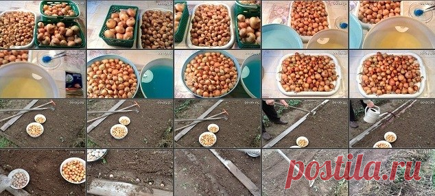 Особенности посадки лука на зиму