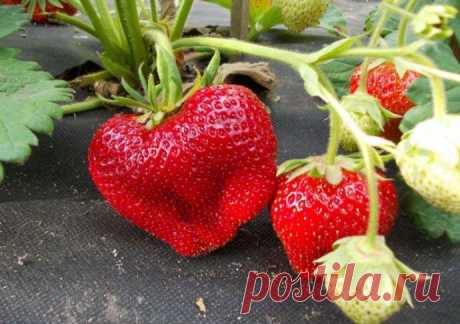 Самые популярные сорта земляники