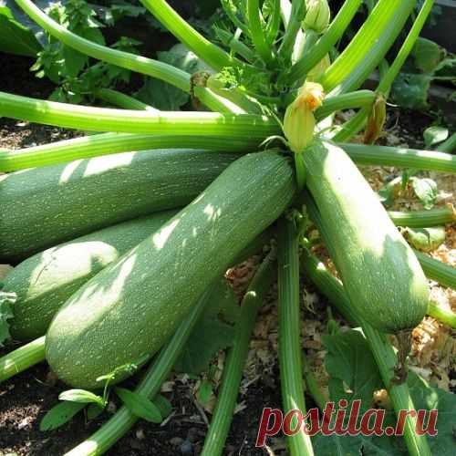 Кабачки: хитрости ухода