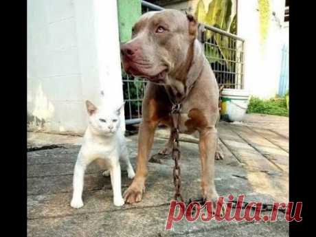 😺 Осторожно, бойцовский кот! 🐕 Смешное видео с собаками, кошками и котятами! 😸