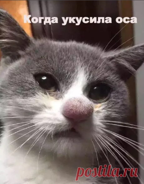 Юмор