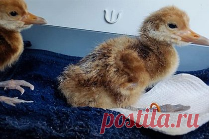 В амурском заповеднике вылупились семь птенцов редкого японского журавля. В Хинганском заповеднике в Амурской области вылупились семь птенцов редкого японского журавля. Ученые переселили малышей в летний стационар на кордоне заповедника на озере Клешинске, за ними будут наблюдать, адаптировать к жизни в естественной среде обитания. Осенью их выпустят в природу.