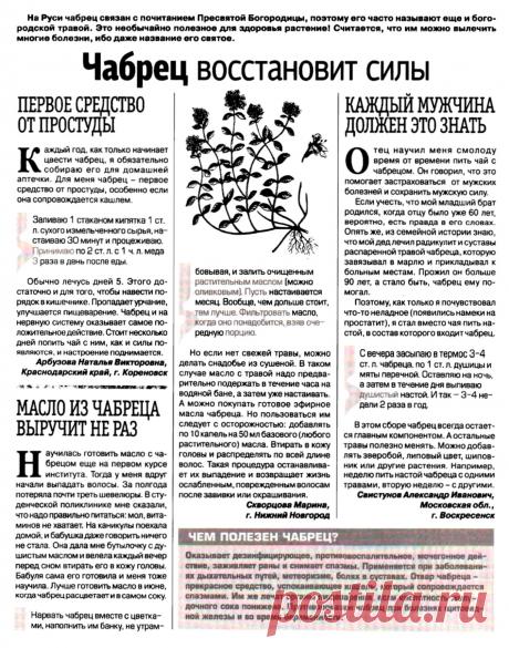 Чабрец (тимьян) восстановит силы