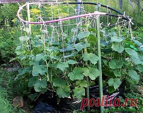 Огурцы в мешках: секреты хорошего урожая 

Если вы решили опробовать этот метод, то сначала нужно подготовить все необходимые материалы: 

Плотные полиэтиленовые мешки объемом 70-125 литров – 2 шт. 
Деревянная палка высотой 2 метра с вбитым в один ее конец гвоздем. 
4 полые трубки небольшого диаметра – один конец трубок нужно герметично закрыть (например, пластилином) и по всей длине проделать в шахматном порядке отверстия. Эти трубки понадобятся для полива растений. 
Скот...