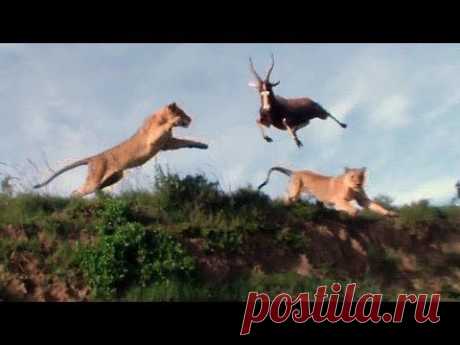 Antelope leaps to avoid lion, is absolutely destroyed by a second lion | 22 Words. Львы охотятся.