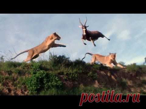 Antelope leaps to avoid lion, is absolutely destroyed by a second lion | 22 Words. Львы охотятся.