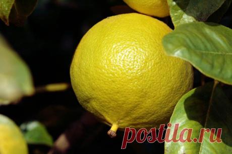 Бергамот. | Советы Народной Мудрости