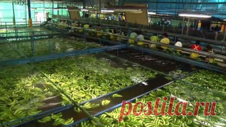 Вот как бананы попадают на полки супермаркетов. Кадры, которые стоит увидеть каждому! — Домашний уют