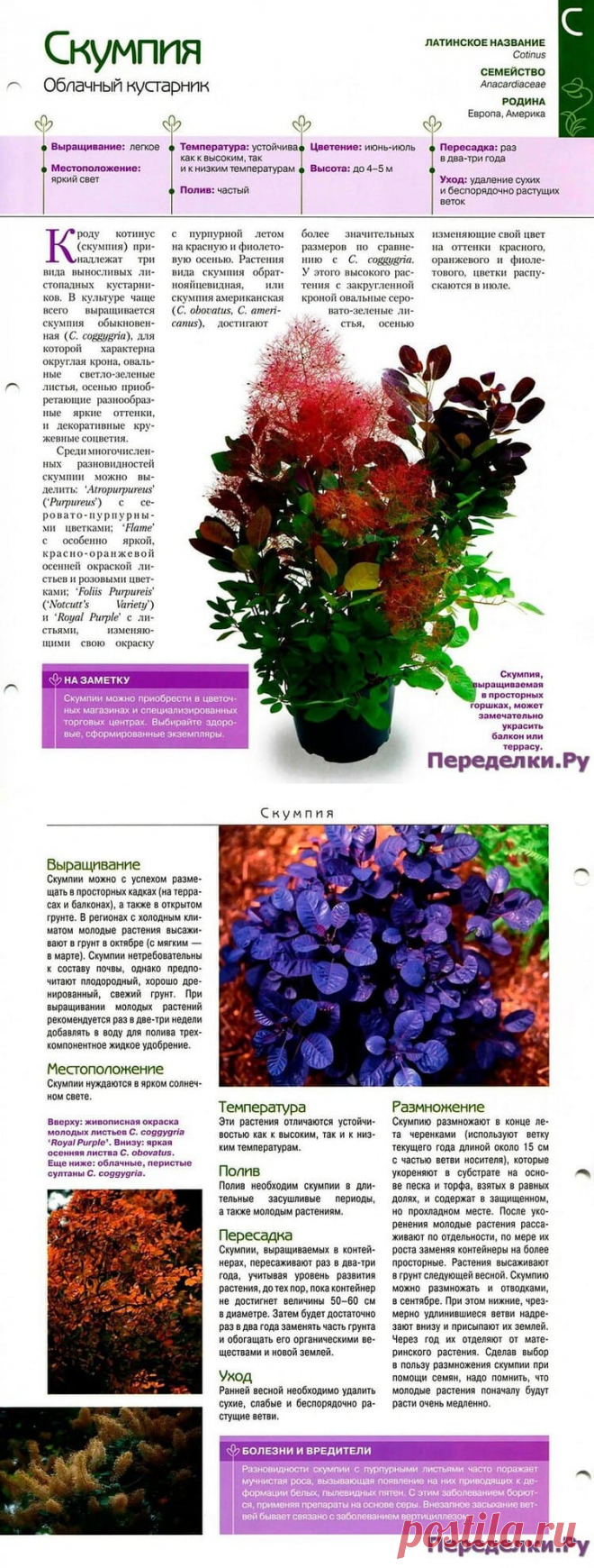 Скумпия * Переделки.РуПеределки.Ру