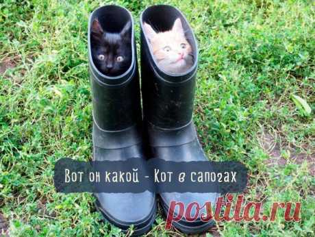 Самые смешные кошки: лучшая подборка картинок и фото