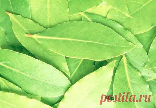 ВОТ ТАК МОЖНО ИСПОЛЬЗОВАТЬ ЛАВРОВЫЙ ЛИСТ. | Хитрости Жизни