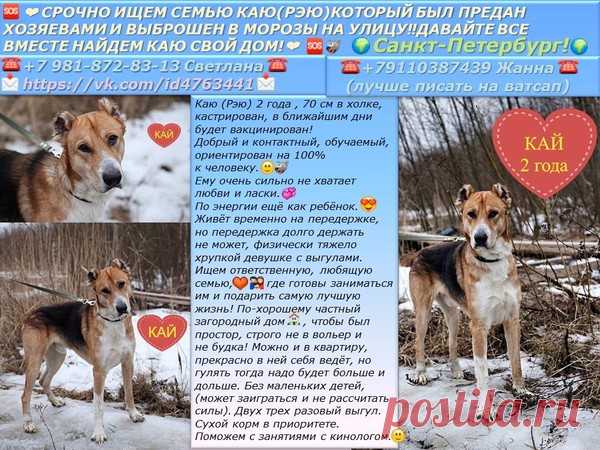 СРОЧНО ИЩЕМ СЕМЬЮ КАЮ(РЭЮ), КОТОРЫЙ БЫЛ ПРЕДАН ХОЗЯЕВАМИ! – "ЗВЕЗДЫ В ЗАЩИТУ ЖИВОТНЫХ", пользователь Людмила  Курбацкая | Группы Мой Мир
