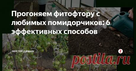 Прогоняем фитофтору с любимых помидорчиков: 6 эффективных способов Фитофтора очень любит представителей семейства пасленовых, поэтому полного избавления томатов от этого грибка добиться вряд ли удастся, особенно при влажном климате. Но ограничить его распространение и пагубное влияние под силу даже начинающему садоводу.