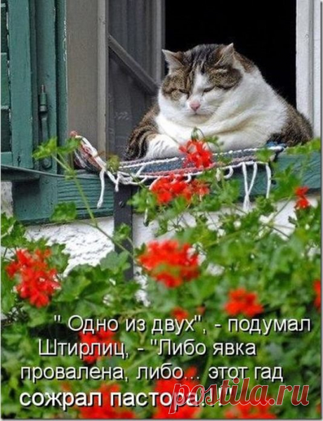 Кототерапия! Выпуск третий...))