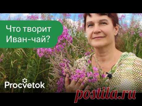 Что будет, если пить Иван-чай каждый день? Остановит старение, укрепит иммунитет и это еще не всё!