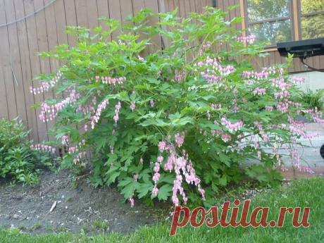 Дачные хитрости
Irina Dudko( Fesjuk )