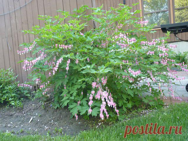 Дачные хитрости
Irina Dudko( Fesjuk )