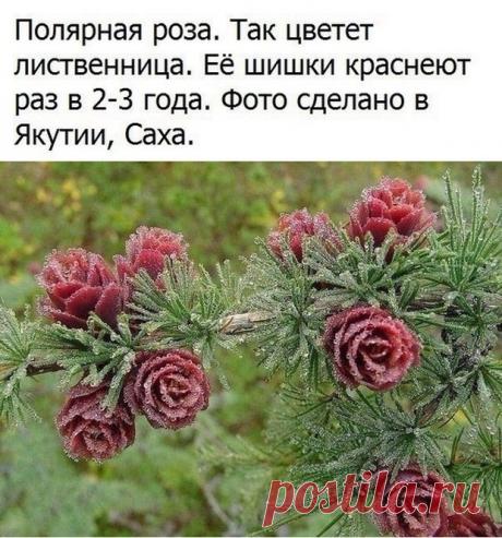 original.jpg (620×664)