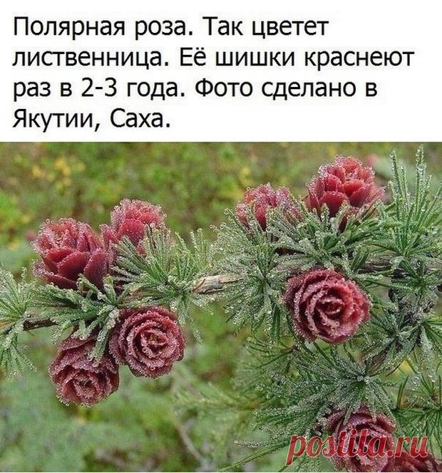 original.jpg (620×664)