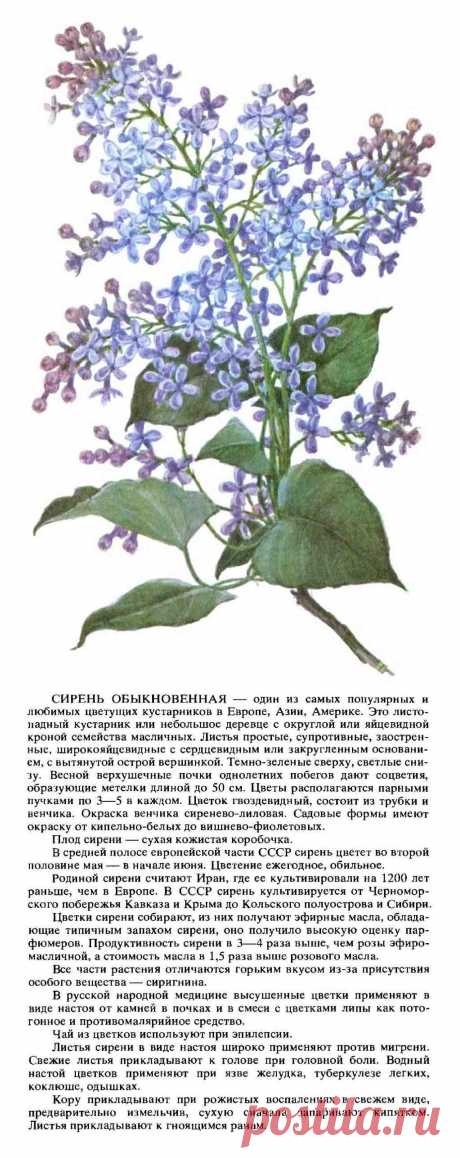Сирень обыкновенная