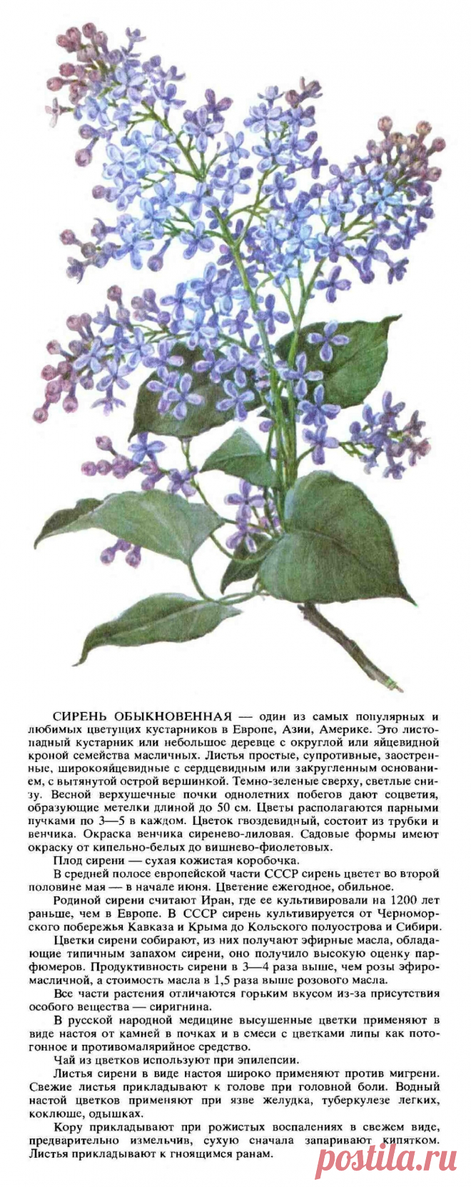 Сирень обыкновенная