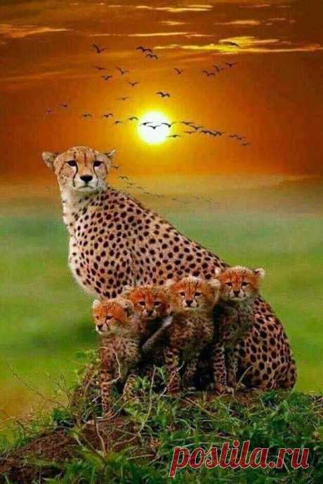 (63) Facebook